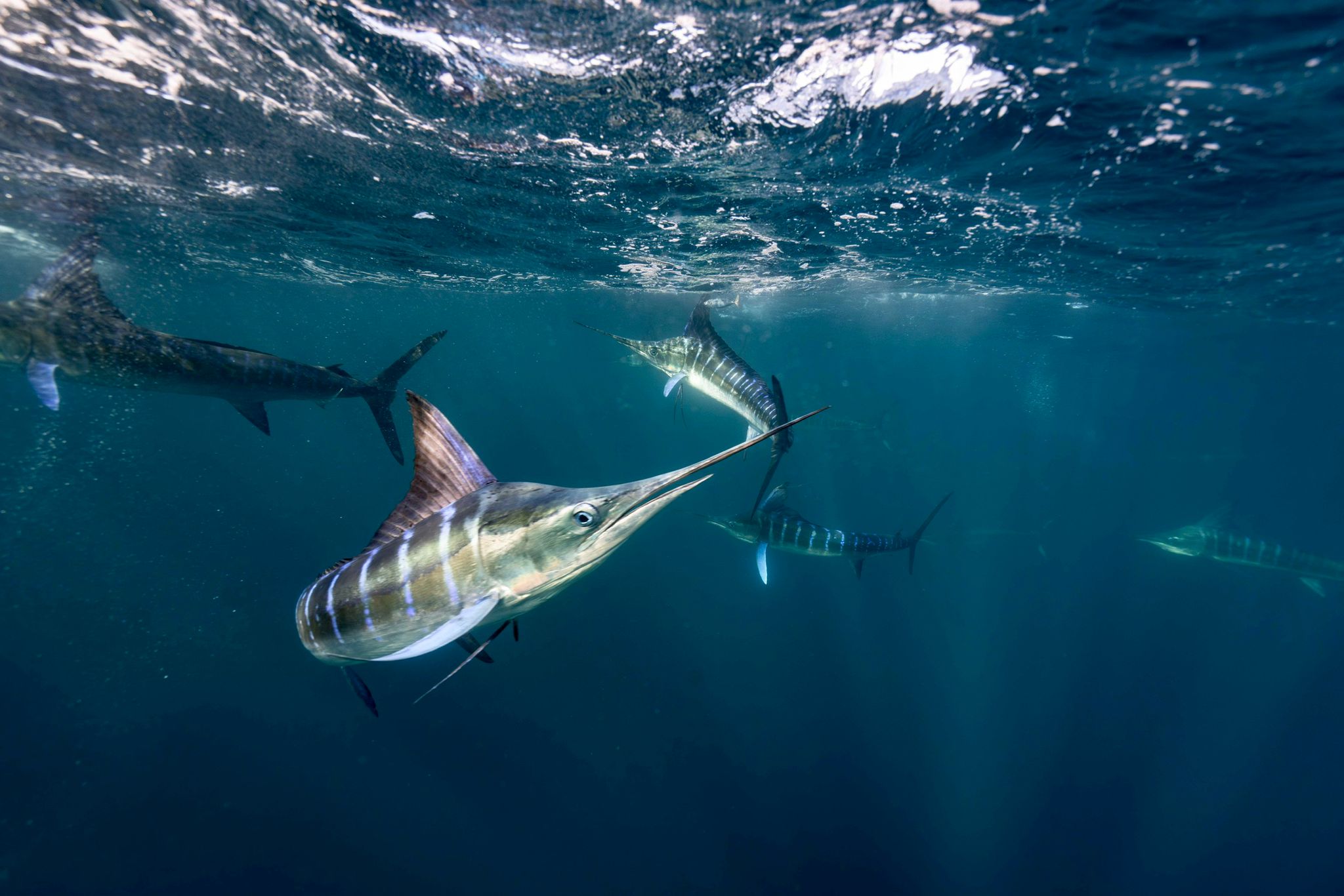 Image 5 of Blue Hunt in Magdalena Bay -  Caza Azul en Bahía Magdalena 